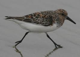 Attēlu rezultāti vaicājumam “Calidris alba”