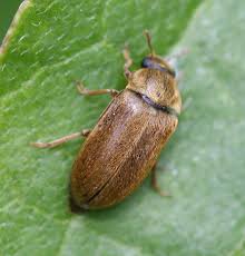 Attēlu rezultāti vaicājumam “Byturus tomentosus”