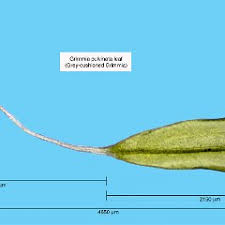 Attēlu rezultāti vaicājumam “Grimmia pulvinata”