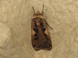 Attēlu rezultāti vaicājumam “Xestia c-nigrum”