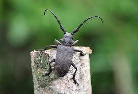 Attēlu rezultāti vaicājumam “Lamia textor”