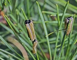 Attēlu rezultāti vaicājumam “Neodiprion sertifer larva”