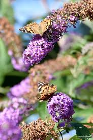 Attēlu rezultāti vaicājumam “Vanessa cardui underside”