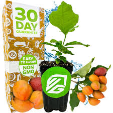 Attēlu rezultāti vaicājumam “Potentilla argentea fruit”