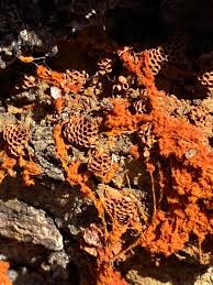 Attēlu rezultāti vaicājumam “Trichia botrytis var. cerifera spores”