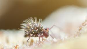 Attēlu rezultāti vaicājumam “Symphypleona”