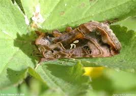 Attēlu rezultāti vaicājumam “Autographa pulchrina”