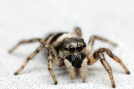 Attēlu rezultāti vaicājumam “Salticus scenicus”