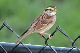 Image result for Zonotrichia albicollis