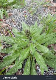 Attēlu rezultāti vaicājumam “Echium vulgare leaf”