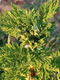 Image result for Artemisia annua