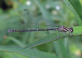 Attēlu rezultāti vaicājumam “Coenagrion puella male”