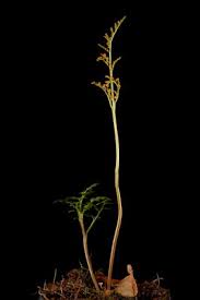 Attēlu rezultāti vaicājumam “Botrychium multifidum”