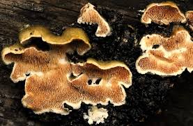 Attēlu rezultāti vaicājumam “Steccherinum bourdotii”