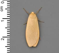 Attēlu rezultāti vaicājumam “Eilema griseola larva”