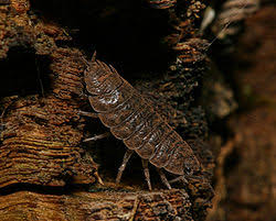 Attēlu rezultāti vaicājumam “Symphytocarpus flaccidus plasmodium”