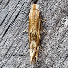 Attēlu rezultāti vaicājumam “Bucculatricidae”