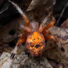 Attēlu rezultāti vaicājumam “Araneus marmoreus”