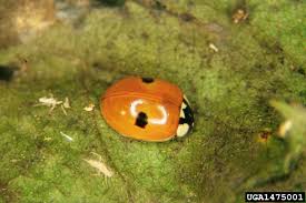 Attēlu rezultāti vaicājumam “Adalia bipunctata”