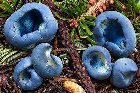 Attēlu rezultāti vaicājumam “Caloscypha fulgens”