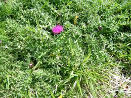 Attēlu rezultāti vaicājumam “Cirsium acaule leaf”