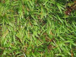 Attēlu rezultāti vaicājumam “Plagiothecium undulatum”