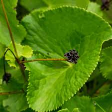 Attēlu rezultāti vaicājumam “Caltha palustris”