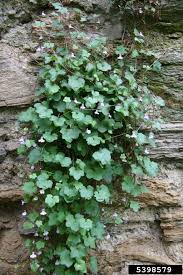 Attēlu rezultāti vaicājumam “Cymbalaria muralis”