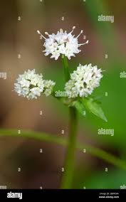 Attēlu rezultāti vaicājumam “Sanicula europaea flower”