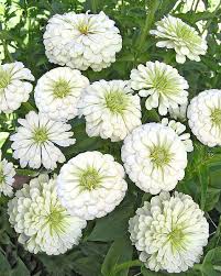 Image result for Zinnia elegans
