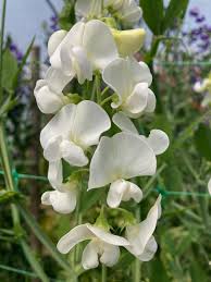 Attēlu rezultāti vaicājumam “Lathyrus latifolius flower”