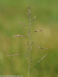 Attēlu rezultāti vaicājumam “Puccinellia distans”