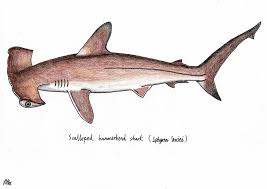 Image result for Sphyrna