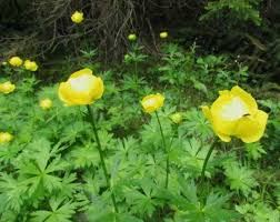 Attēlu rezultāti vaicājumam “Trollius europaeus flower”