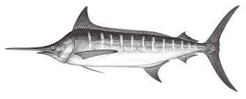 Image result for Makaira mazara