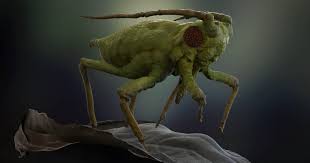 Attēlu rezultāti vaicājumam “Acyrthosiphon”