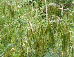 Attēlu rezultāti vaicājumam “Anisantha tectorum”