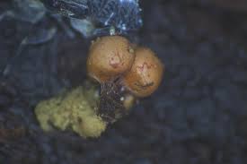 Attēlu rezultāti vaicājumam “Ophiotheca chrysosperma spores”