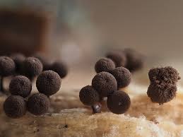 Attēlu rezultāti vaicājumam “Enerthenema papillatum macro”