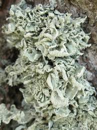 Attēlu rezultāti vaicājumam “Ramalina pollinaria”