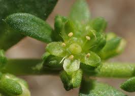 Attēlu rezultāti vaicājumam “Herniaria glabra flower”