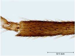 Attēlu rezultāti vaicājumam “Drepanosiphum platanoidis”