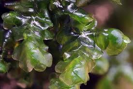 Attēlu rezultāti vaicājumam “Hymenostylium recurvirostrum macro”