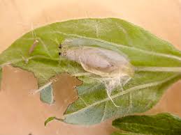 Attēlu rezultāti vaicājumam “Epermenia falciformis”