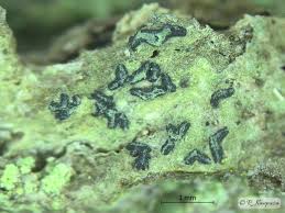 Attēlu rezultāti vaicājumam “Alyxoria varia”