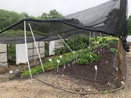 Image result for Heuchera `Swirling Fantasy`