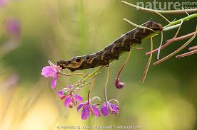 Attēlu rezultāti vaicājumam “Deilephila elpenor larva”