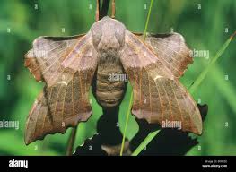 Attēlu rezultāti vaicājumam “Laothoe populi”