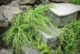 Attēlu rezultāti vaicājumam “Carex caryophyllea flower”
