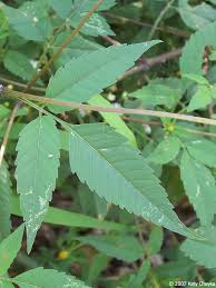 Attēlu rezultāti vaicājumam “Bidens frondosa leaf”